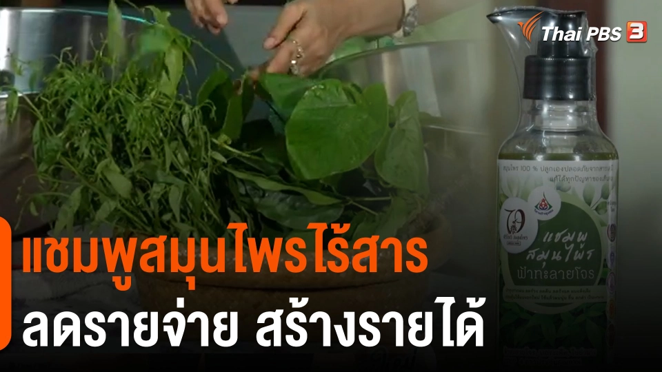 ดอกผลของความยั่งยืน : แชมพูสมุนไพรไร้สาร ลดรายจ่าย สร้างรายได้