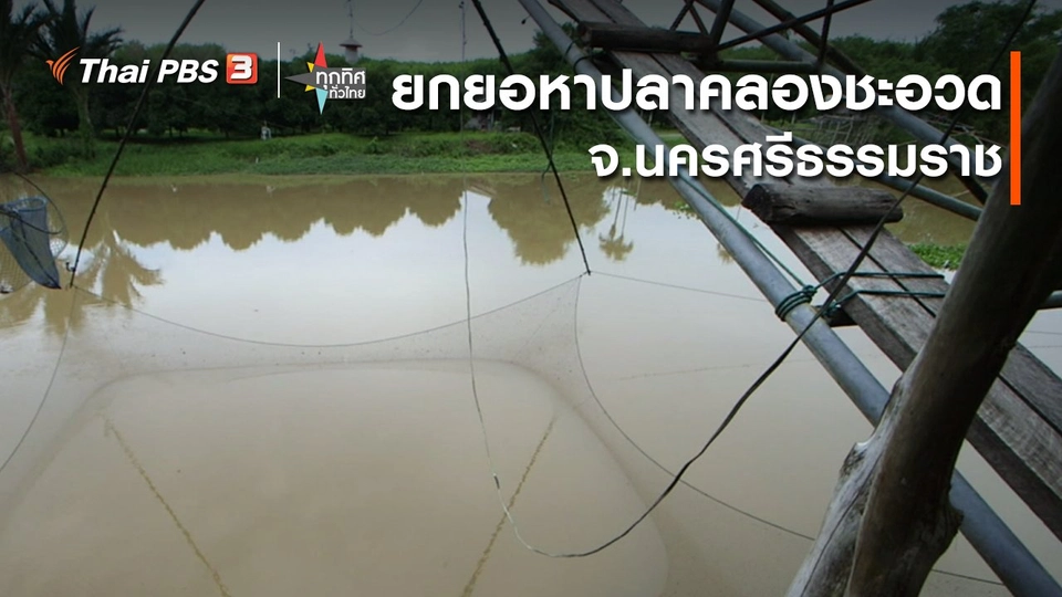 อาชีพทั่วไทย : ยกยอหาปลาคลองชะอวด จ.นครศรีธรรมราช