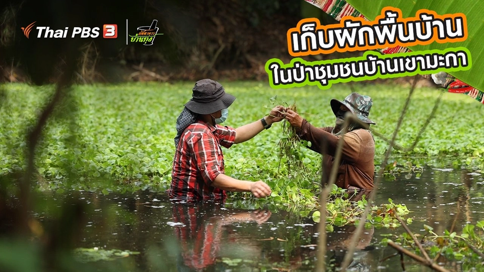 ​คลิปบ้านทุ่ง : เก็บผักพื้นบ้านในป่าชุมชนบ้านเขามะกา