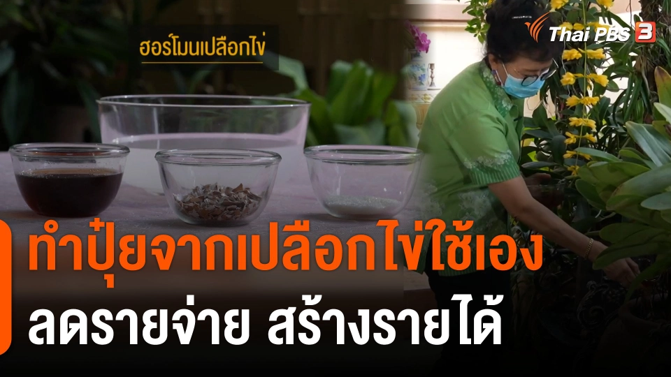 ดอกผลของความยั่งยืน : ทำปุ๋ยจากเปลือกไข่ใช้เอง ลดรายจ่าย สร้างรายได้