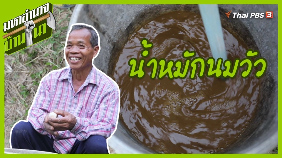 สูตรลับฉบับบ้านนา : น้ำหมักนมวัว
