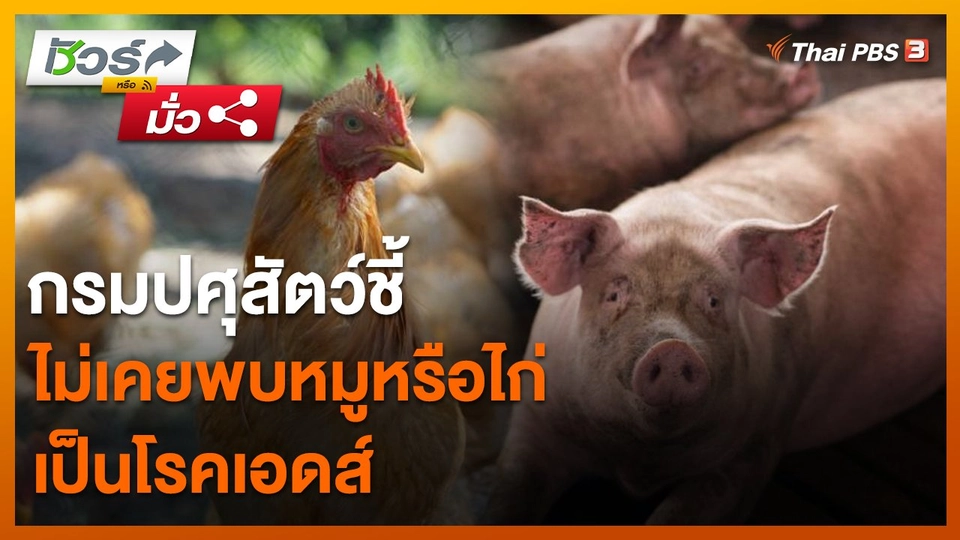 ชัวร์หรือมั่ว : กรมปศุสัตว์ ชี้ไม่เคยพบหมู หรือไก่เป็นโรคเอดส์