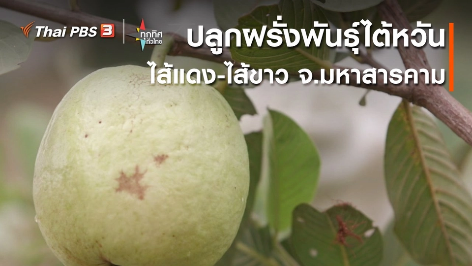​อาชีพทั่วไทย : ปลูกฝรั่งพันธุ์ไต้หวันไส้แดง-ไส้ขาว จ.มหาสารคาม