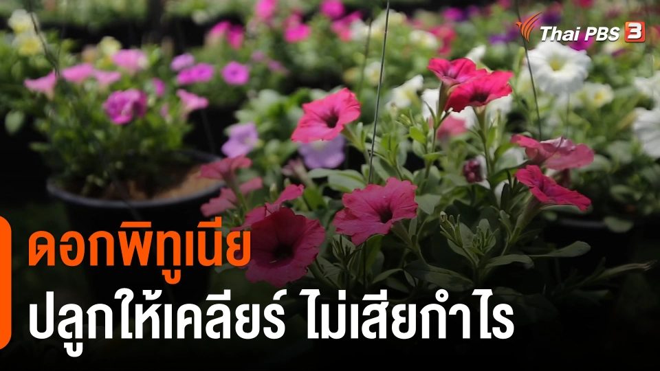 ดอกผลของความยั่งยืน : "ดอกพิทูเนีย" ปลูกให้เคลียร์ ไม่เสียกำไร