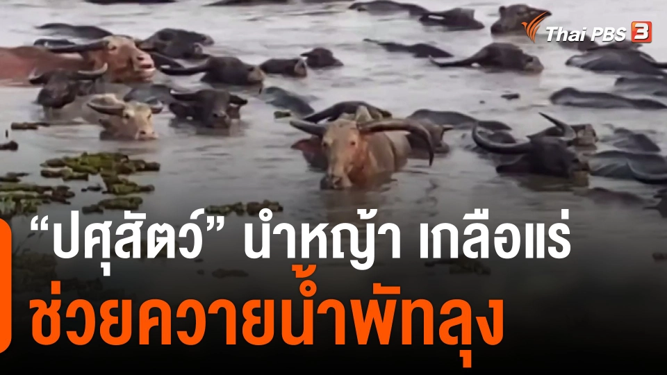 ปศุสัตว์นำหญ้า-เกลือแร่ช่วยควายน้ำพัทลุง