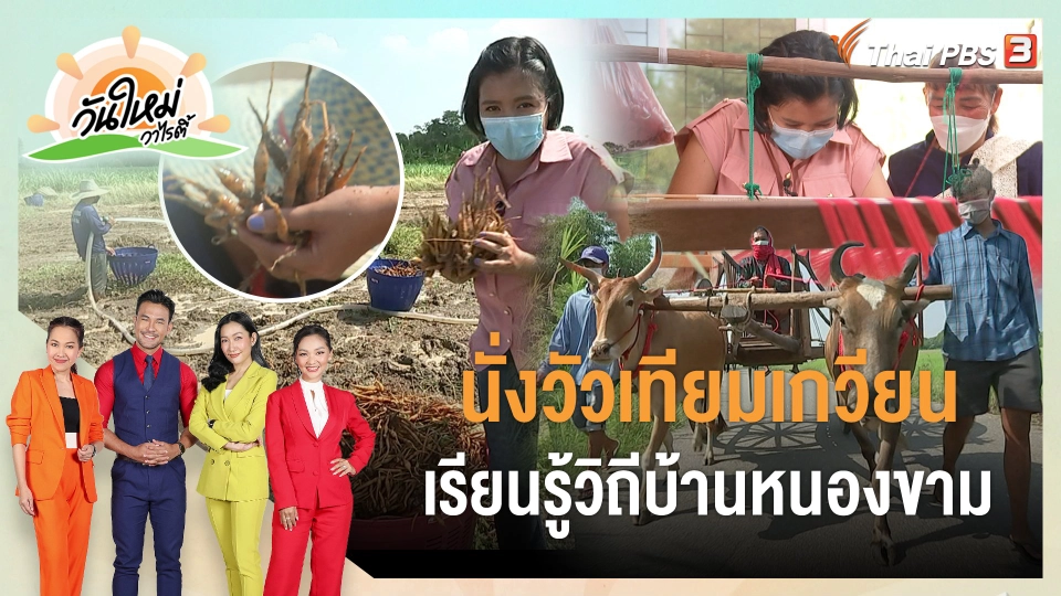 นั่งวัวเทียมเกวียน เรียนรู้วิถีบ้านหนองขาม