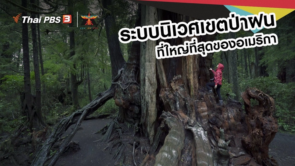 เรื่องเล่าการเดินทาง : ระบบนิเวศเขตป่าฝนที่ใหญ่ที่สุดของอเมริกา