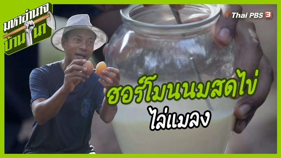 สูตรลับฉบับบ้านนา : ฮอร์โมนนมสดไข่ไล่แมลง