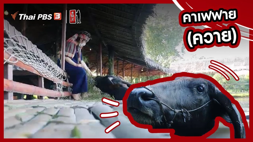 ​รู้ให้ลึกเรื่องญี่ปุ่น : คาเฟฟาย (ควาย)