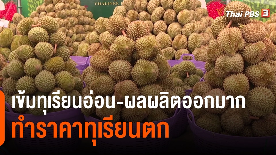 ​กินอยู่รู้รอบ : เข้มทุเรียนอ่อน-ผลผลิตออกมากทำราคาทุเรียนตก