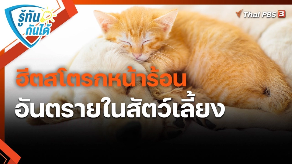 ​รู้ทันกันได้ : ฮีตสโตรกหน้าร้อน อันตรายในสัตว์เลี้ยง