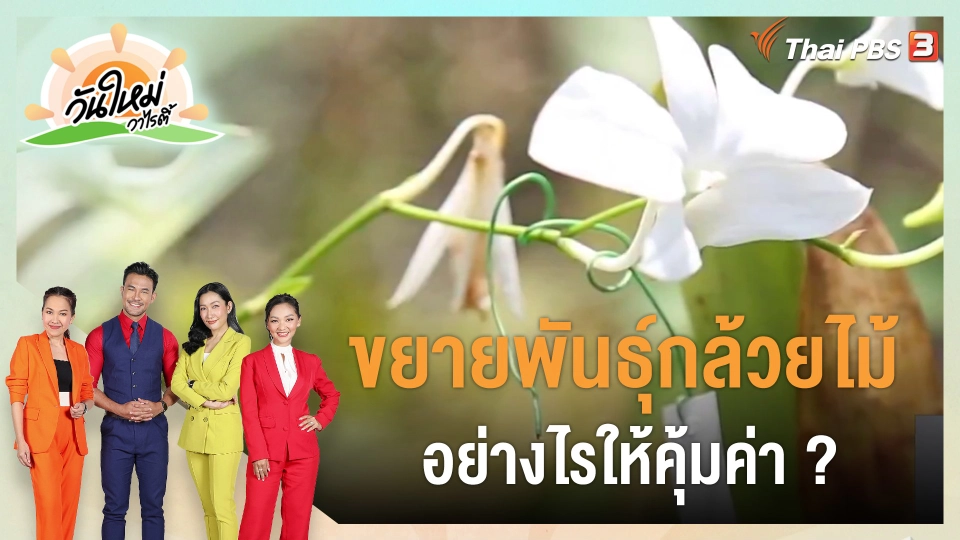 ​ดอกผลของความยั่งยืน : ขยายพันธุ์กล้วยไม้อย่างไรให้คุ้มค่า ?
