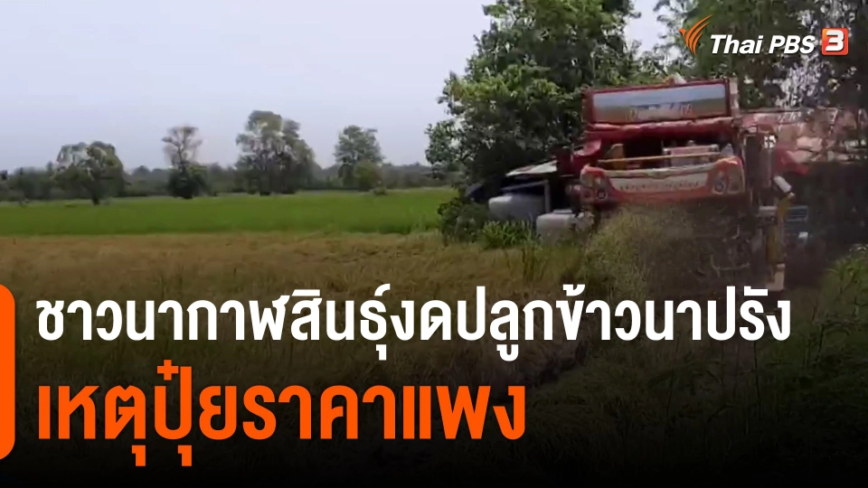 ​ชาวนากาฬสินธุ์งดปลูกข้าวนาปรัง เหตุปุ๋ยราคาแพง