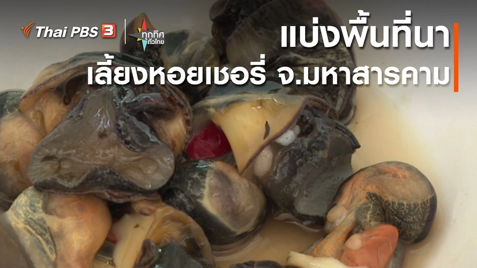 อาชีพทั่วไทย : แบ่งพื้นที่นาเลี้ยงหอยเชอรี่ จ.มหาสารคาม