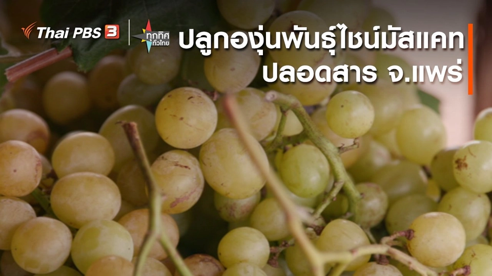 อาชีพทั่วไทย : ปลูกองุ่นพันธุ์ไชน์มัสแคท จ.แพร่