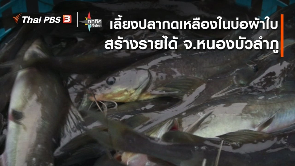 อาชีพทั่วไทย : เลี้ยงปลากดเหลืองในบ่อผ้าใบสร้างรายได้ จ.หนองบัวลำภู