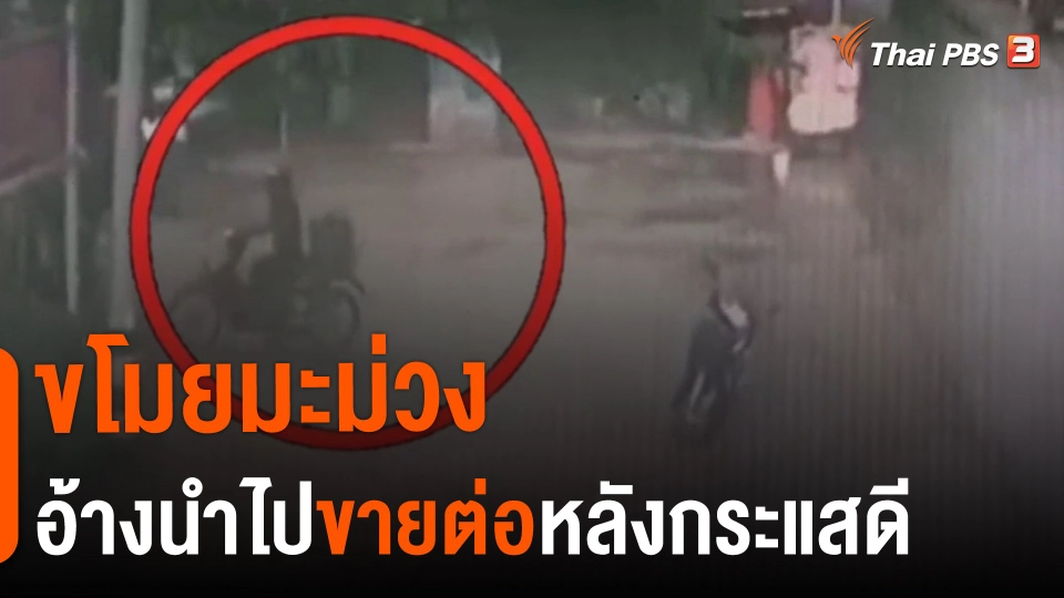 ​ขโมยมะม่วงอ้างนำไปขายต่อหลังกระแสดี
