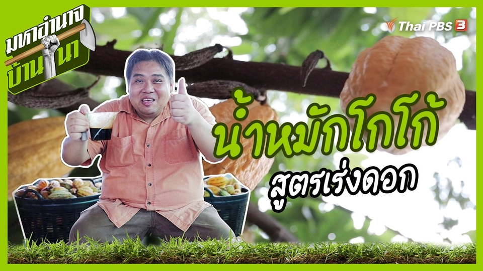 สูตรลับฉบับบ้านนา : น้ำหมักโกโก้สูตรเร่งดอก