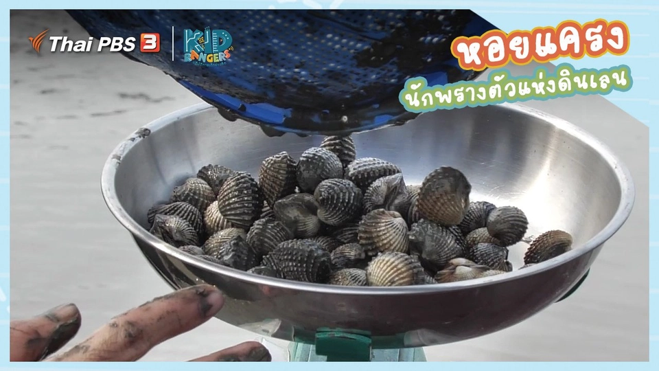 ​คิดส์เรียนรู้ : “หอยแครง” นักพรางตัวแห่งดินเลน