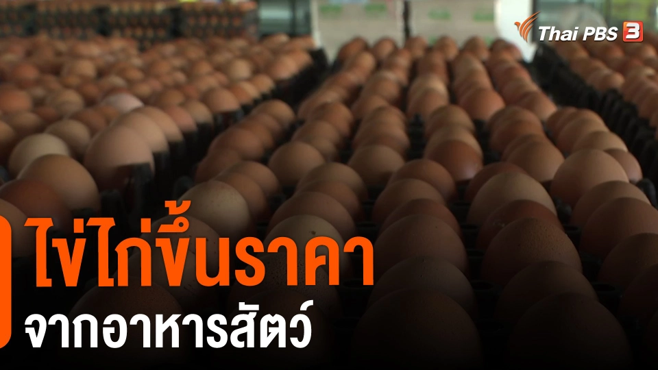 ​กินอยู่รู้รอบ : ไข่ไก่ขึ้นราคาจากอาหารสัตว์