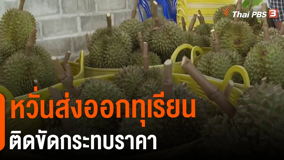 ​กินอยู่รู้รอบ : หวั่นส่งออกทุเรียนติดขัดกระทบราคา