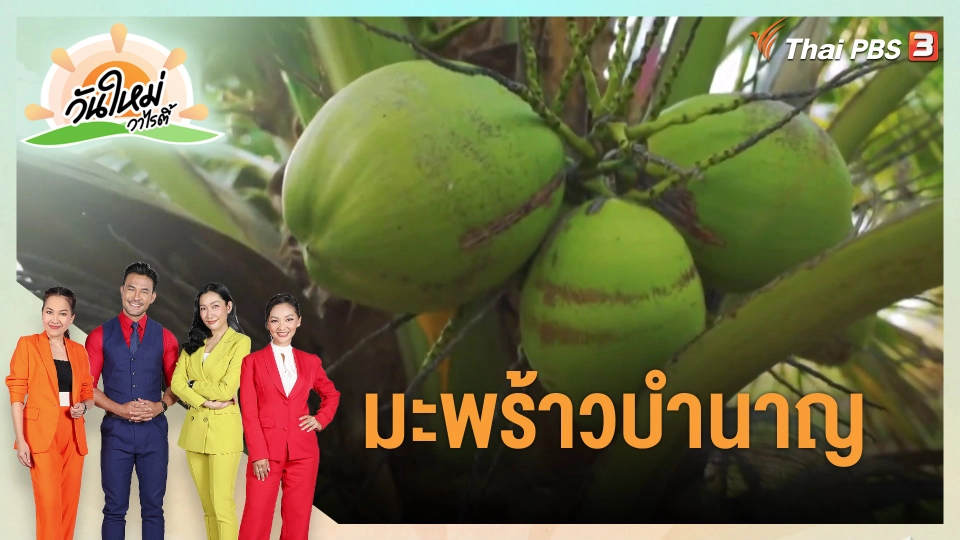 ​ดอกผลของความยั่งยืน : มะพร้าวบำนาญ