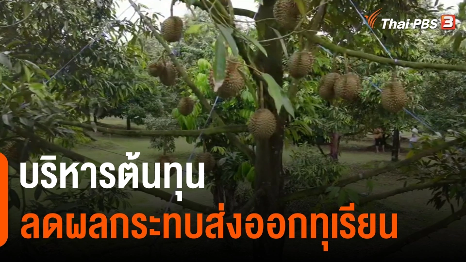 กินอยู่รู้รอบ : บริหารต้นทุน ลดผลกระทบส่งออกทุเรียน