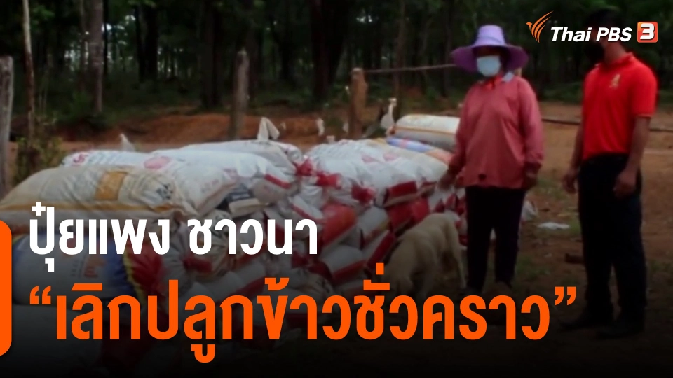 ​ปุ๋ยแพง ชาวนา "เลิกปลูกข้าวชั่วคราว"