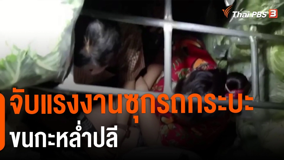 ​จับแรงงานซุกรถกระบะขนกะหล่ำปลี