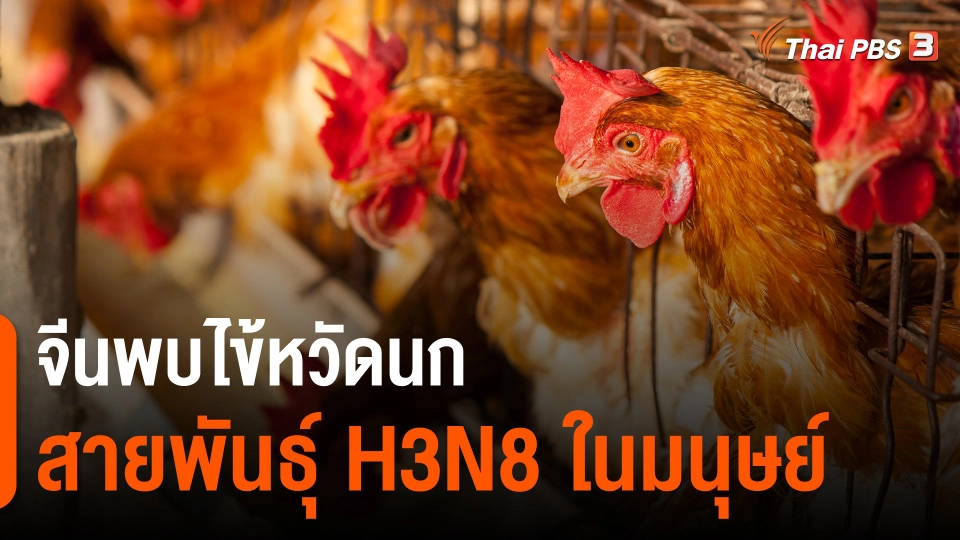 ​จีนพบไข้หวัดนกสายพันธุ์ H3N8 ในมนุษย์