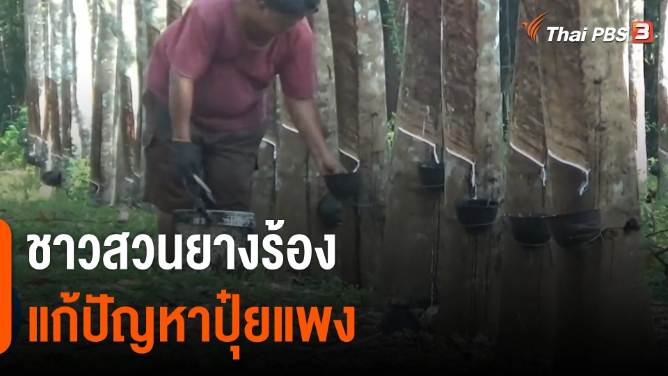 กินอยู่รู้รอบ : ชาวสวนยางร้องแก้ปัญหาปุ๋ยแพง