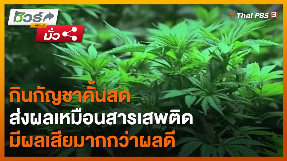 ชัวร์หรือมั่ว : กินกัญชาคั้นสด ส่งผลเหมือนสารเสพติด มีผลเสียมากกว่าผลดี