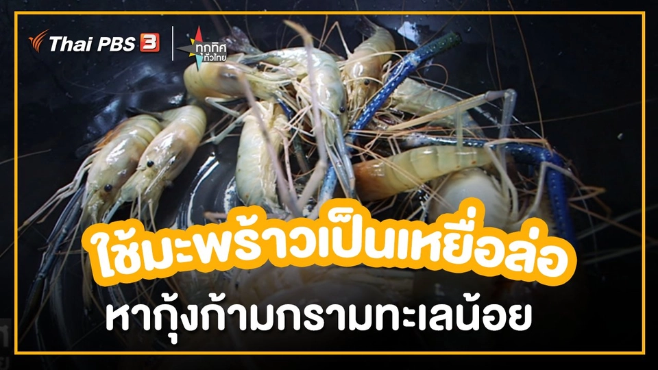 อาชีพทั่วไทย : ใช้มะพร้าวเป็นเหยื่อล่อ หากุ้งก้ามกรามทะเลน้อย