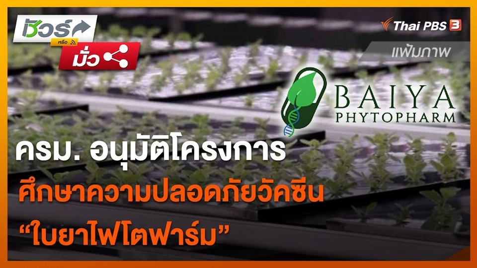 ชัวร์หรือมั่ว : ครม. อนุมัติโครงการศึกษาความปลอดภัยวัคซีนใบยาไฟโตฟาร์ม
