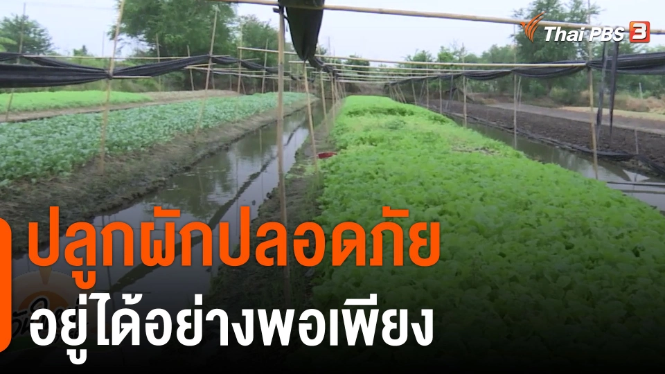 ดอกผลของความยั่งยืน : ปลูกผักปลอดภัย อยู่ได้อย่างพอเพียง