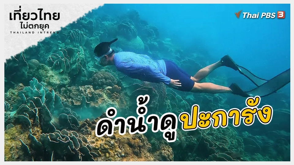 ​เที่ยวทั่วไทย : ดำน้ำดูปะการัง