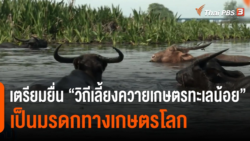 เตรียมยื่น "วิถีเลี้ยงควายเกษตรทะเลน้อย" เป็นมรดกทางเกษตรโลก