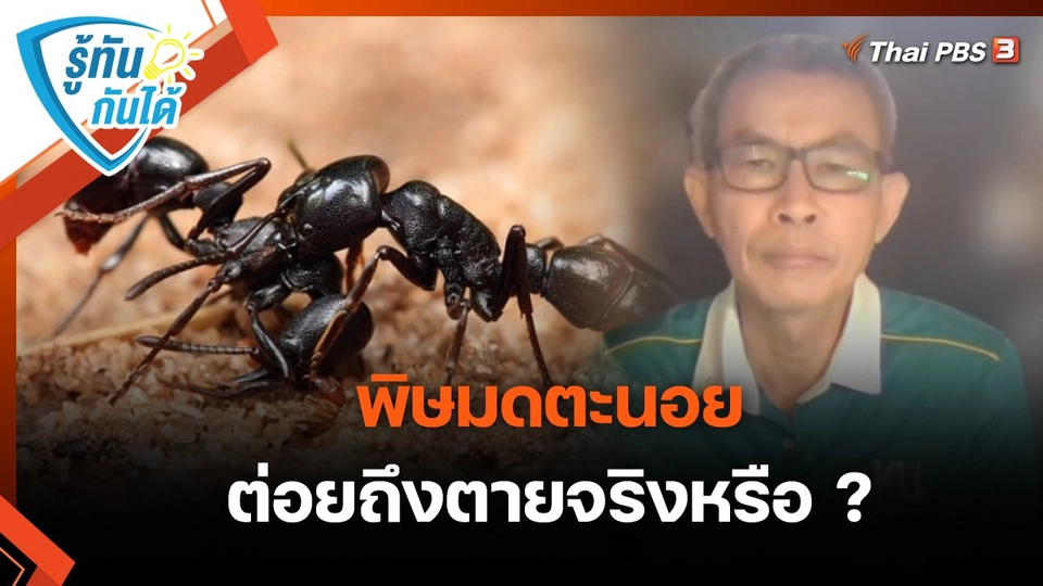 รู้ทันกันได้ : พิษมดตะนอย ต่อยถึงตายจริงหรือ ?