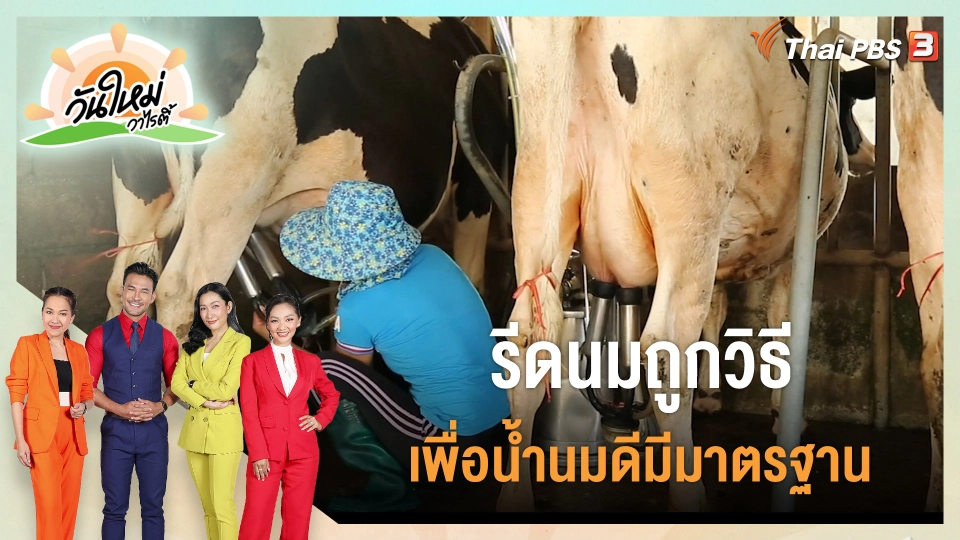 ดอกผลของความยั่งยืน : รีดนมถูกวิธี เพื่อน้ำนมดีมีมาตรฐาน