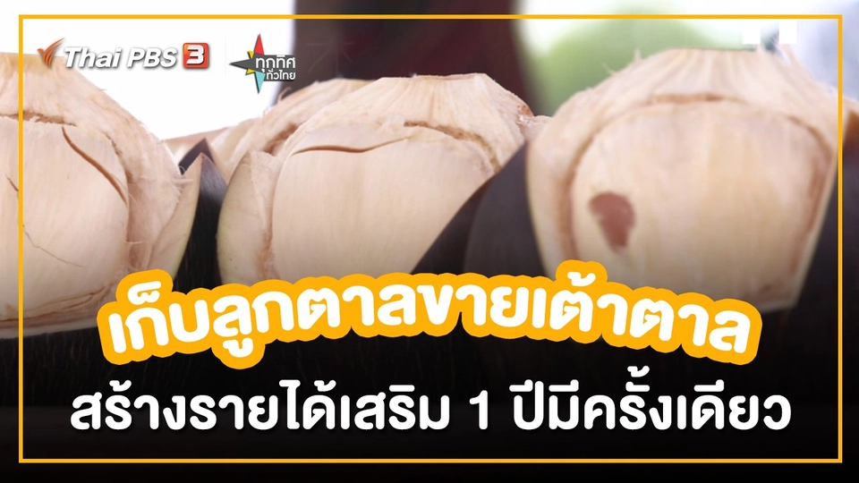 อาชีพทั่วไทย : เก็บลูกตาลขายเต้าตาล สร้างรายได้เสริม 1 ปีมีครั้งเดียว