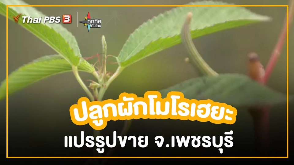 อาชีพทั่วไทย : ปลูกผักโมโรเฮยะแปรรูปขาย จ.เพชรบุรี