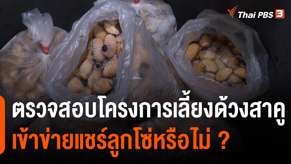 สถานีร้องเรียน : ตรวจสอบโครงการเลี้ยงด้วงสาคูเข้าข่ายแชร์ลูกโซ่หรือไม่ ?