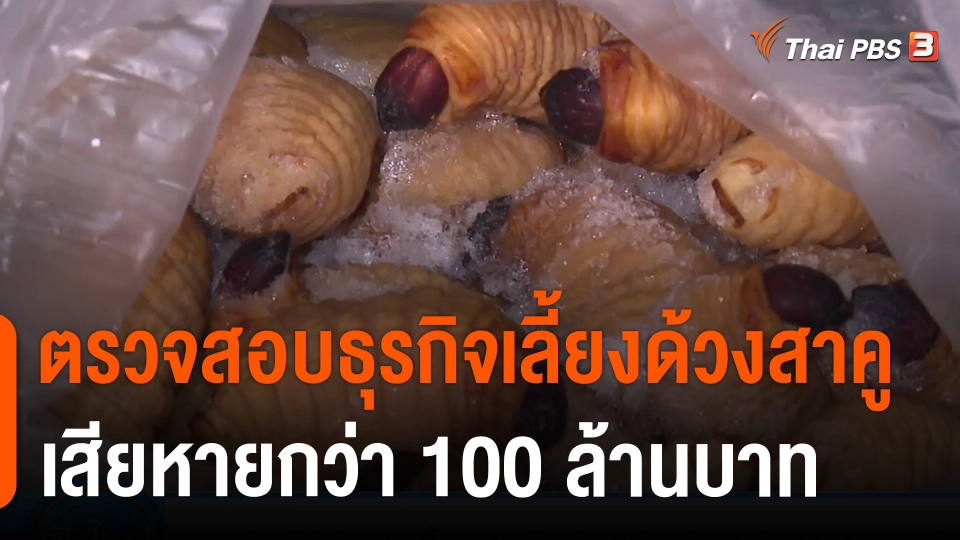 ตรวจสอบธุรกิจเลี้ยงด้วงสาคู เสียหายกว่า 100 ล้านบาท