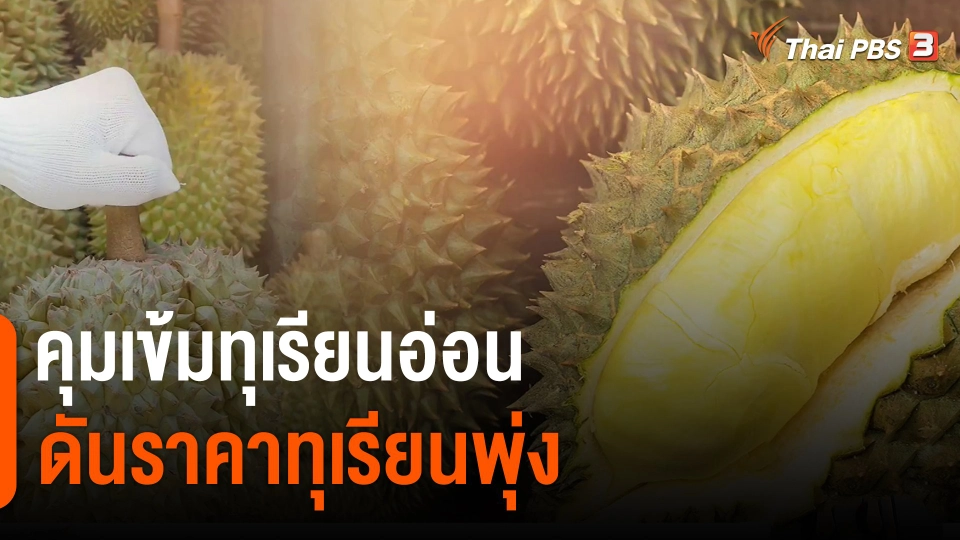 จับสัญญาณเศรษฐกิจ : คุมเข้มทุเรียนอ่อน ดันราคาทุเรียนพุ่ง​