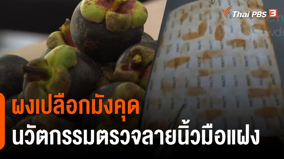 เปิดตัวนวัตกรรม "ผงเปลือกมังคุด" ใช้ตรวจรอยลายนิ้วมือแฝง