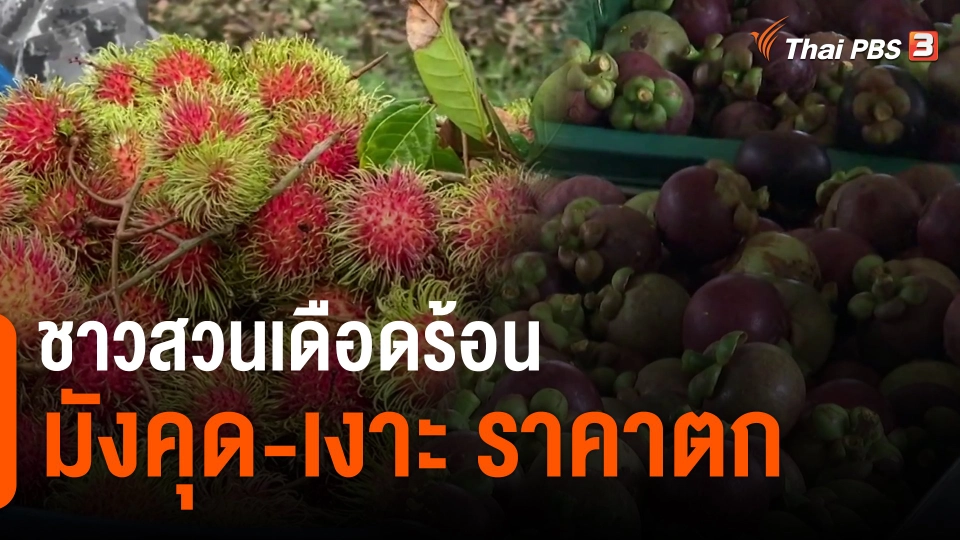 ​กินอยู่รู้รอบ : ชาวสวนเดือดร้อนมังคุด-เงาะ ราคาตก