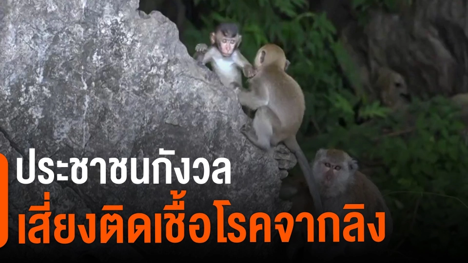 ​ประชาชนกังวลเสี่ยงติดเชื้อโรคจากลิง​