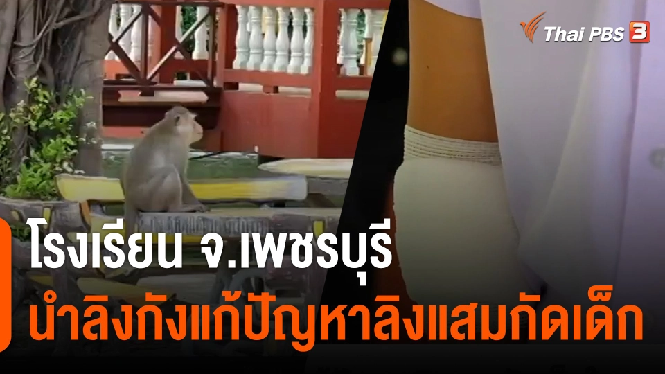 โรงเรียน จ.เพชรบุรี นำลิงกังแก้ปัญหาลิงแสมกัดเด็ก