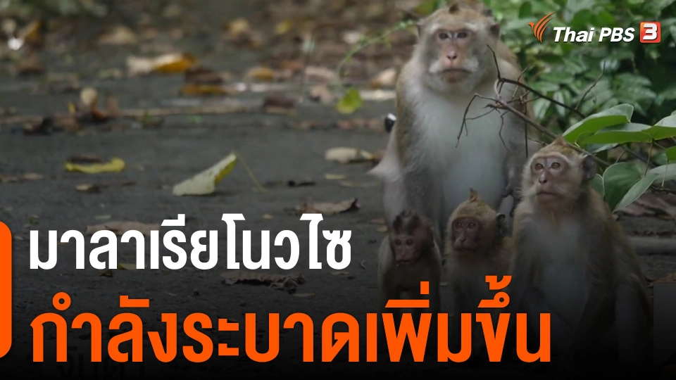 ​มาลาเรียโนวไซ กำลังระบาดเพิ่มขึ้น