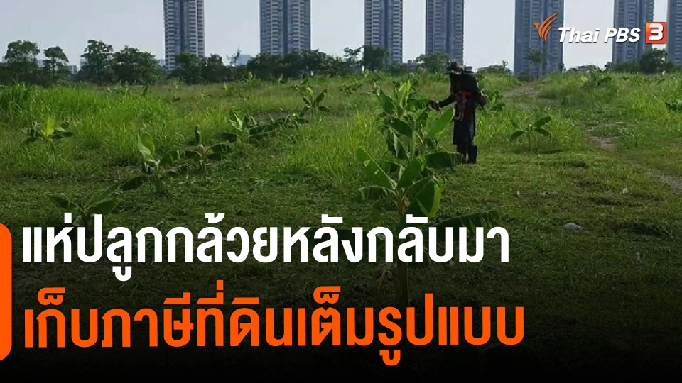 ​แห่ปลูกกล้วยหลังกลับมาเก็บภาษีที่ดินเต็มรูปแบบ​